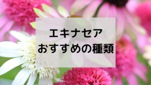 おすすめ エキナセアの育て方 失敗がなく初心者でも簡単に育てられます ゆるはうす